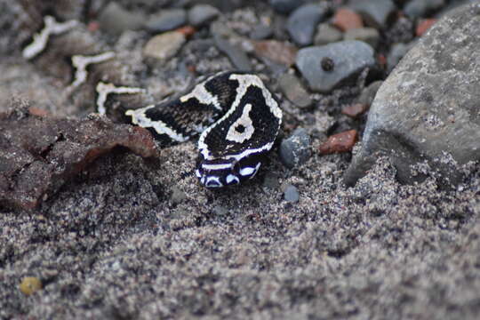 Image of Amazon False Fer-de-lance