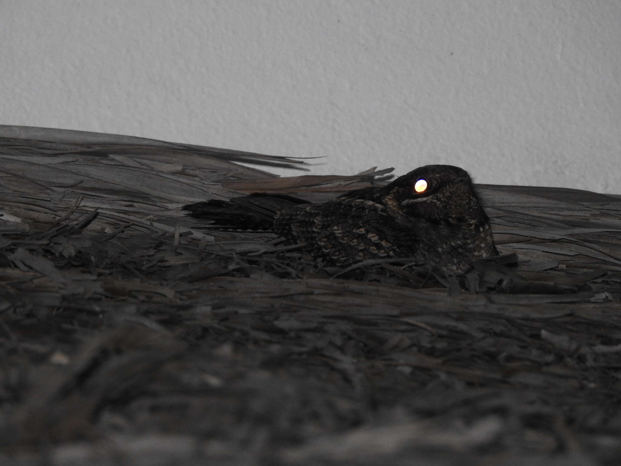 Image of Madagascan Nightjar