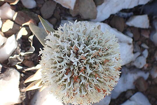 Image of Crassula congesta N. E. Br.