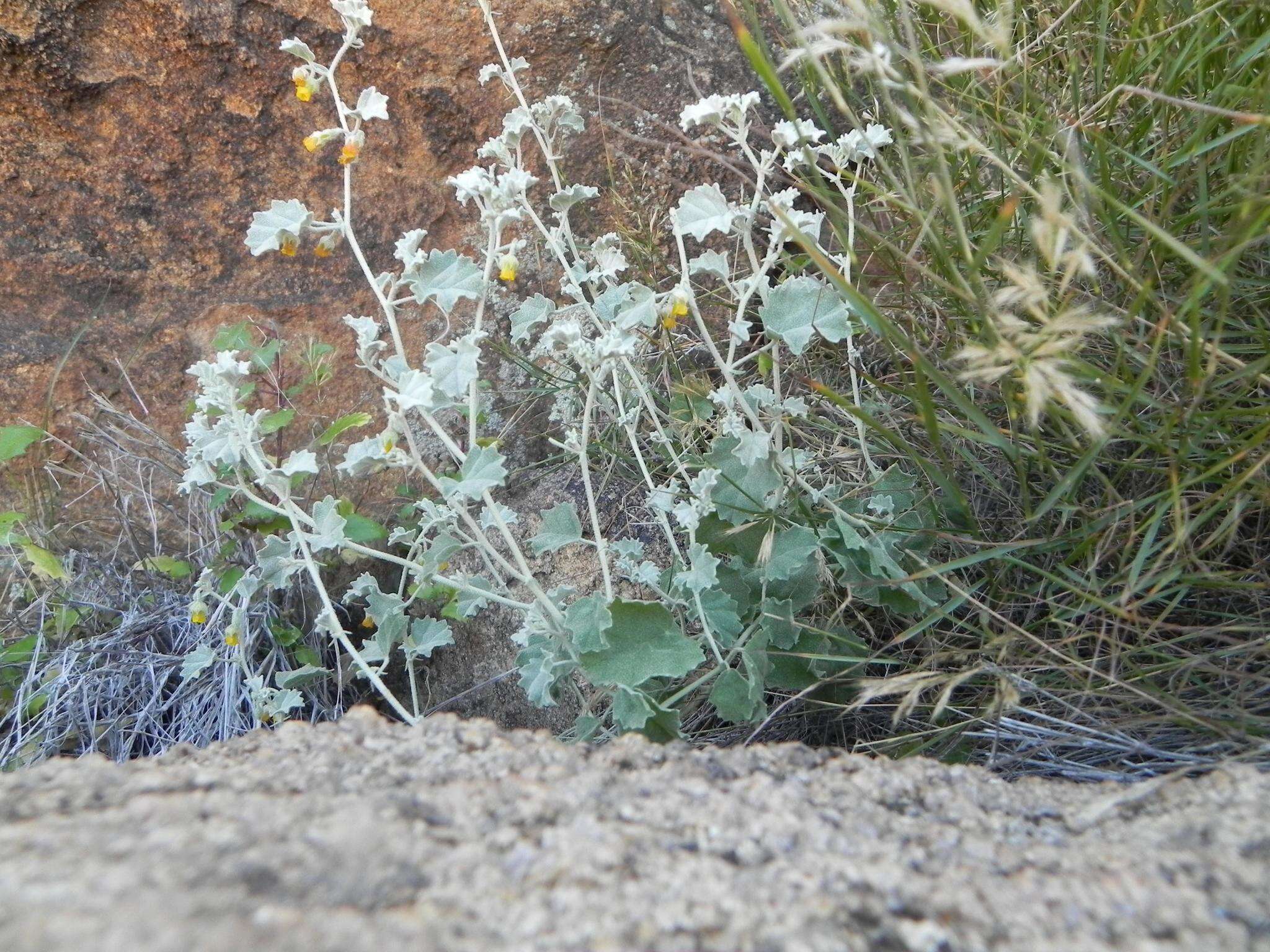 Image of Hermannia minutiflora Engl.