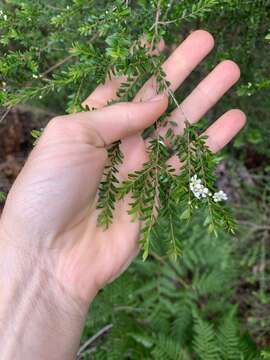 Image of Sannantha bidwillii (A. R. Bean) Peter G. Wilson