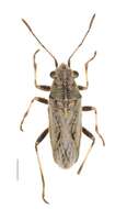 صورة Ortholomus carinatus (Lindberg & H. 1932)