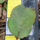 Image of Eucalyptus camphora subsp. humeana L. A. S. Johnson & K. D. Hill