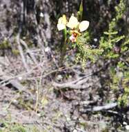 Plancia ëd Diuris laxiflora Lindl.