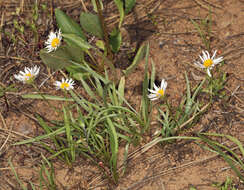 Image de Erigeron eatonii var. plantagineus (Greene) Cronq.