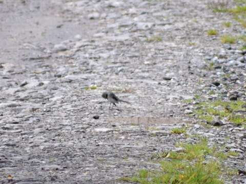 Image of Pied Wagtail and White Wagtail