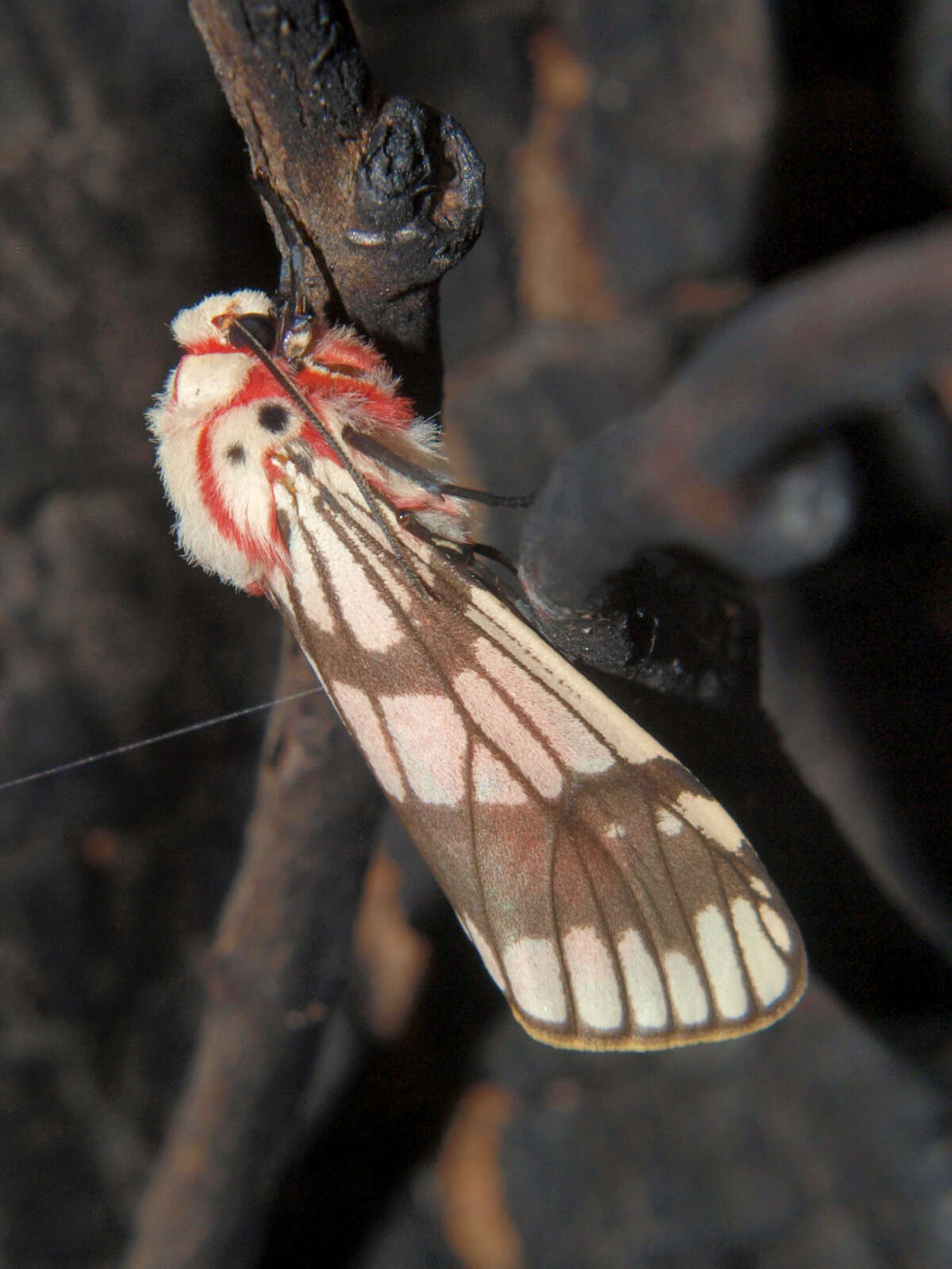 Image of Teracotona trifasciata Bartel 1903