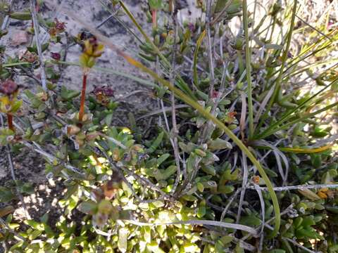 Image of Ruschia truteri L. Bol.