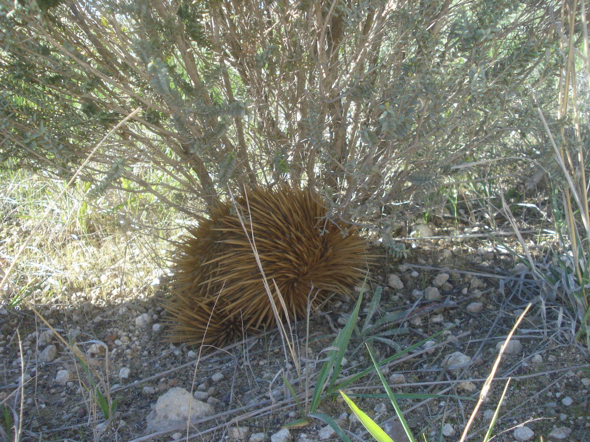 Sivun Tachyglossus aculeatus multiaculeatus (W. Rothschild 1905) kuva