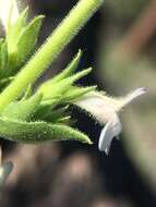 Image of Susanville beardtongue