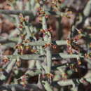 Sivun Euphorbia spinea N. E. Br. kuva