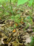 Image of Marasmius fulvoferrugineus Gilliam 1976