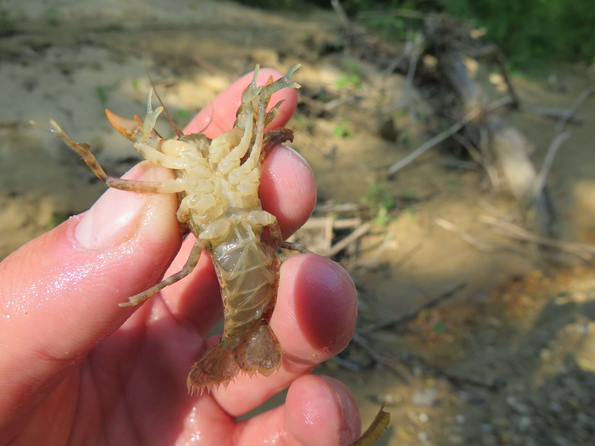 Image of Cambarus striatus Hay 1902