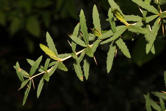 Image of Berberis gagnepainii C. K. Schneid.