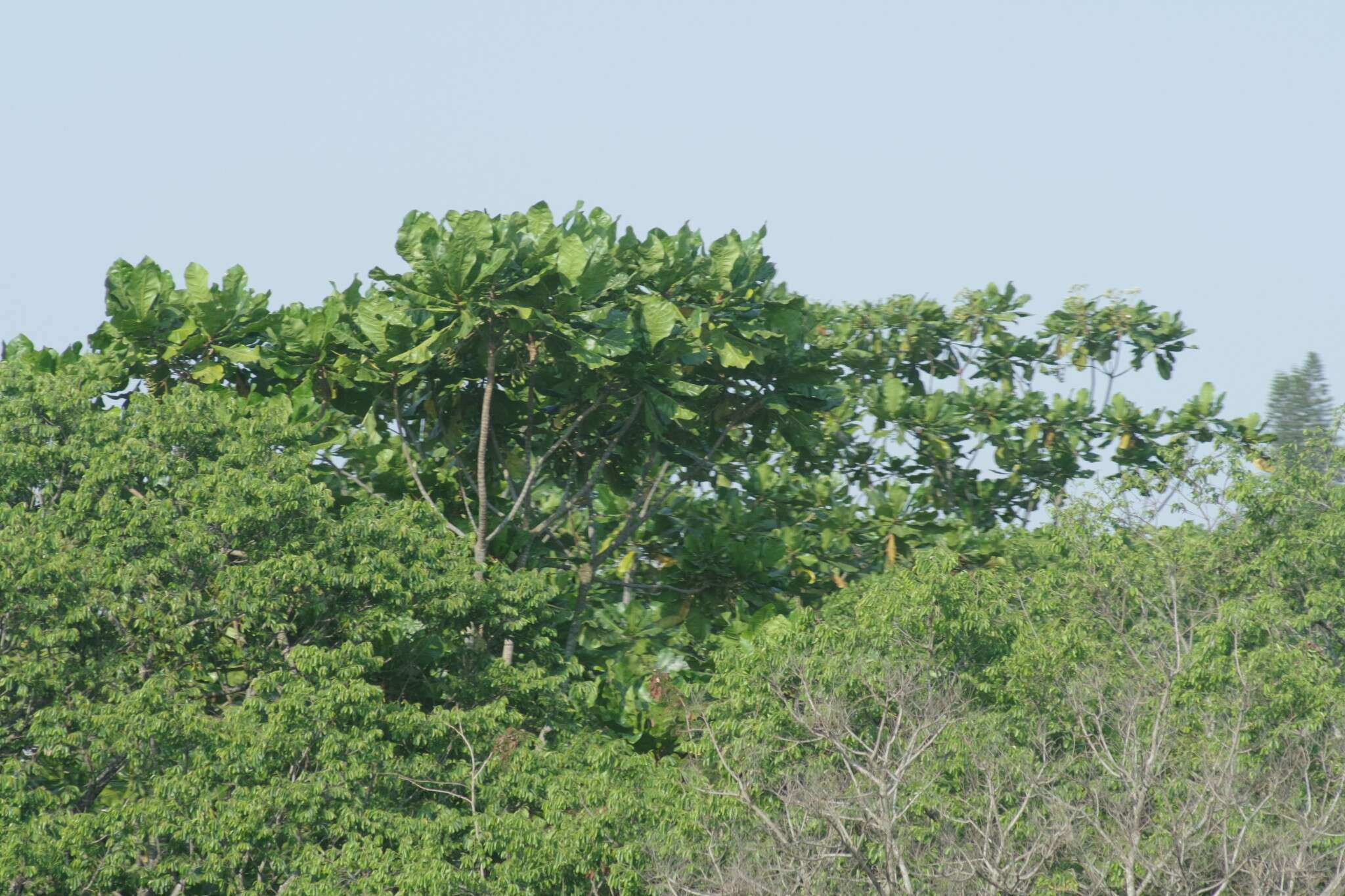 Image of Big-leaf