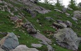 Image of Alpine Ibex
