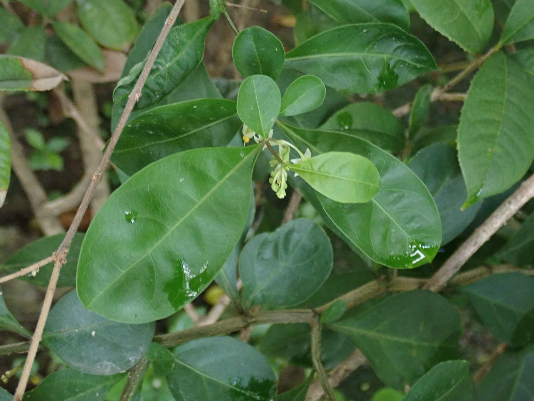 Слика од Solanum diphyllum L.