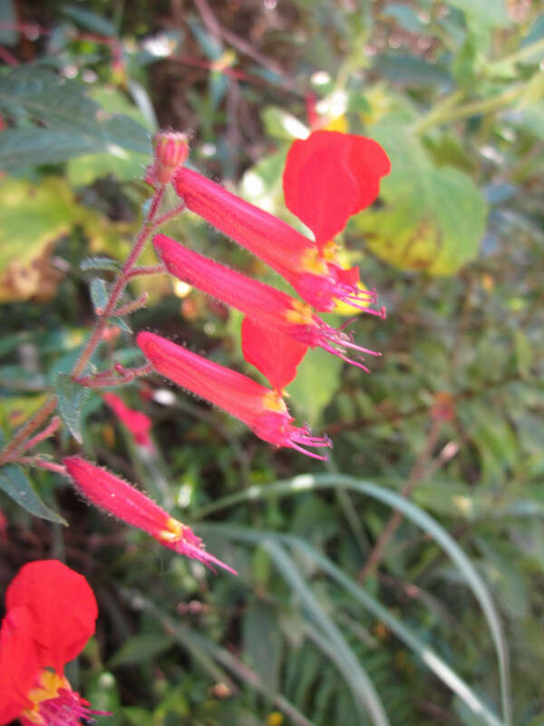 Image of Cuphea cordata Ruiz & Pav.