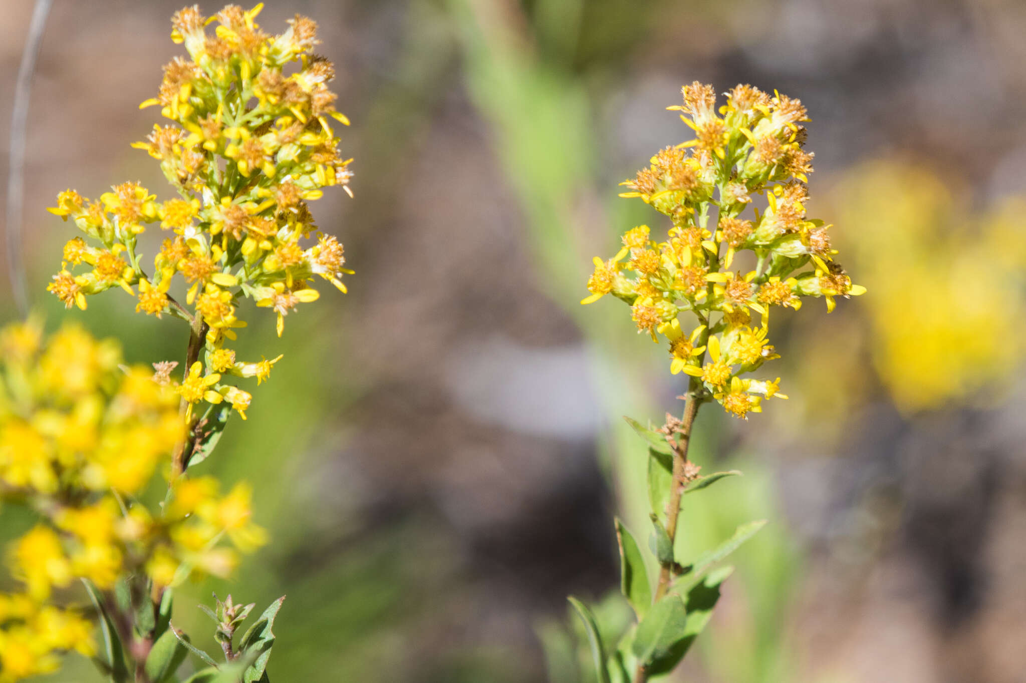 Image of Wright's goldenrod