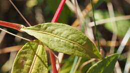 Image de Persicaria punctata (Ell.) Small