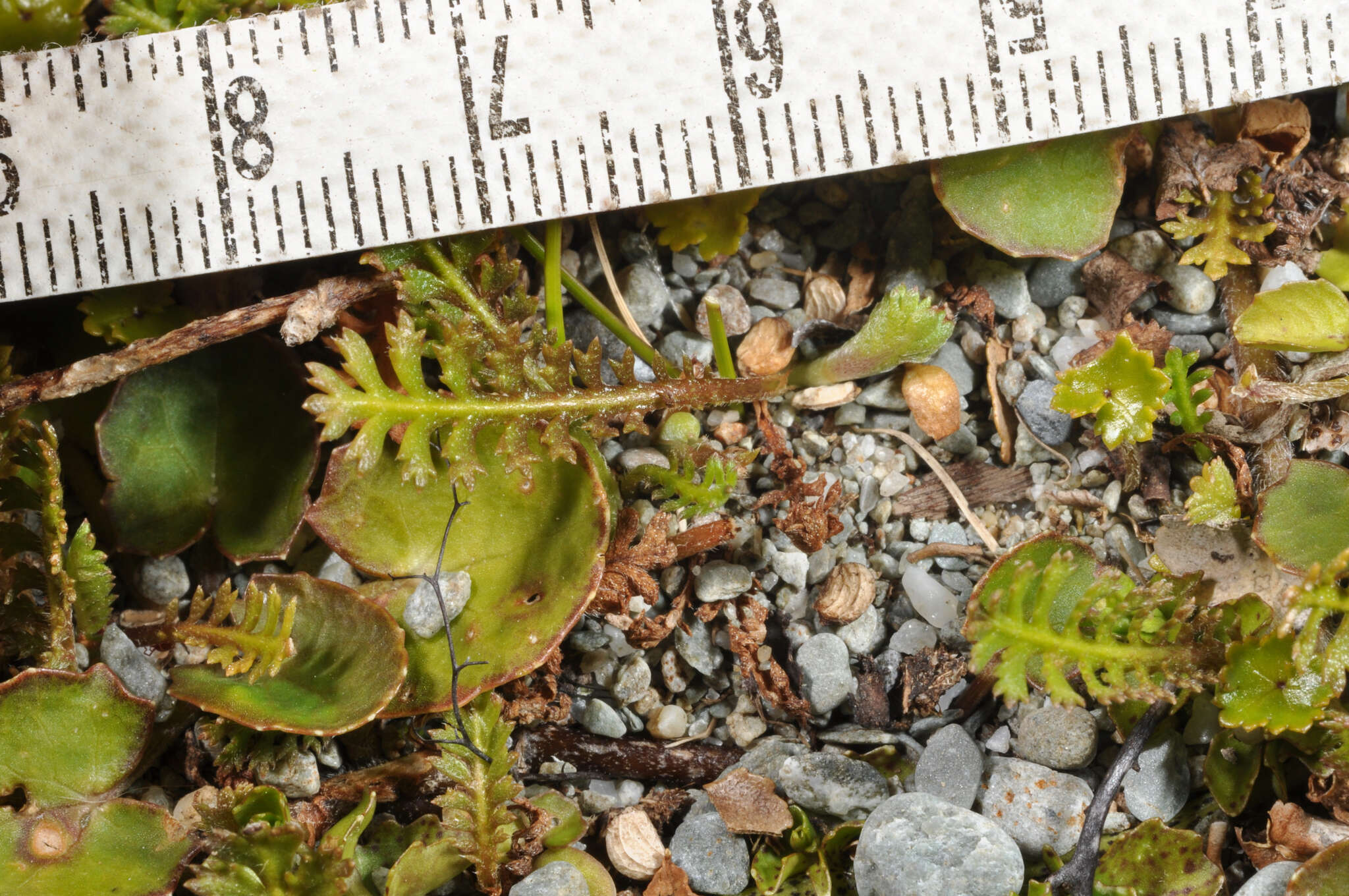 صورة Leptinella squalida subsp. mediana (D. Lloyd) D. G. Lloyd & C. J. Webb