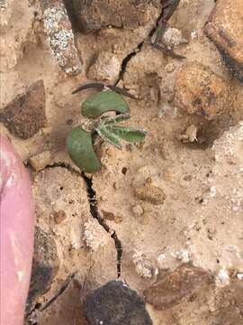 Astragalus holmgreniorum R. C. Barneby resmi