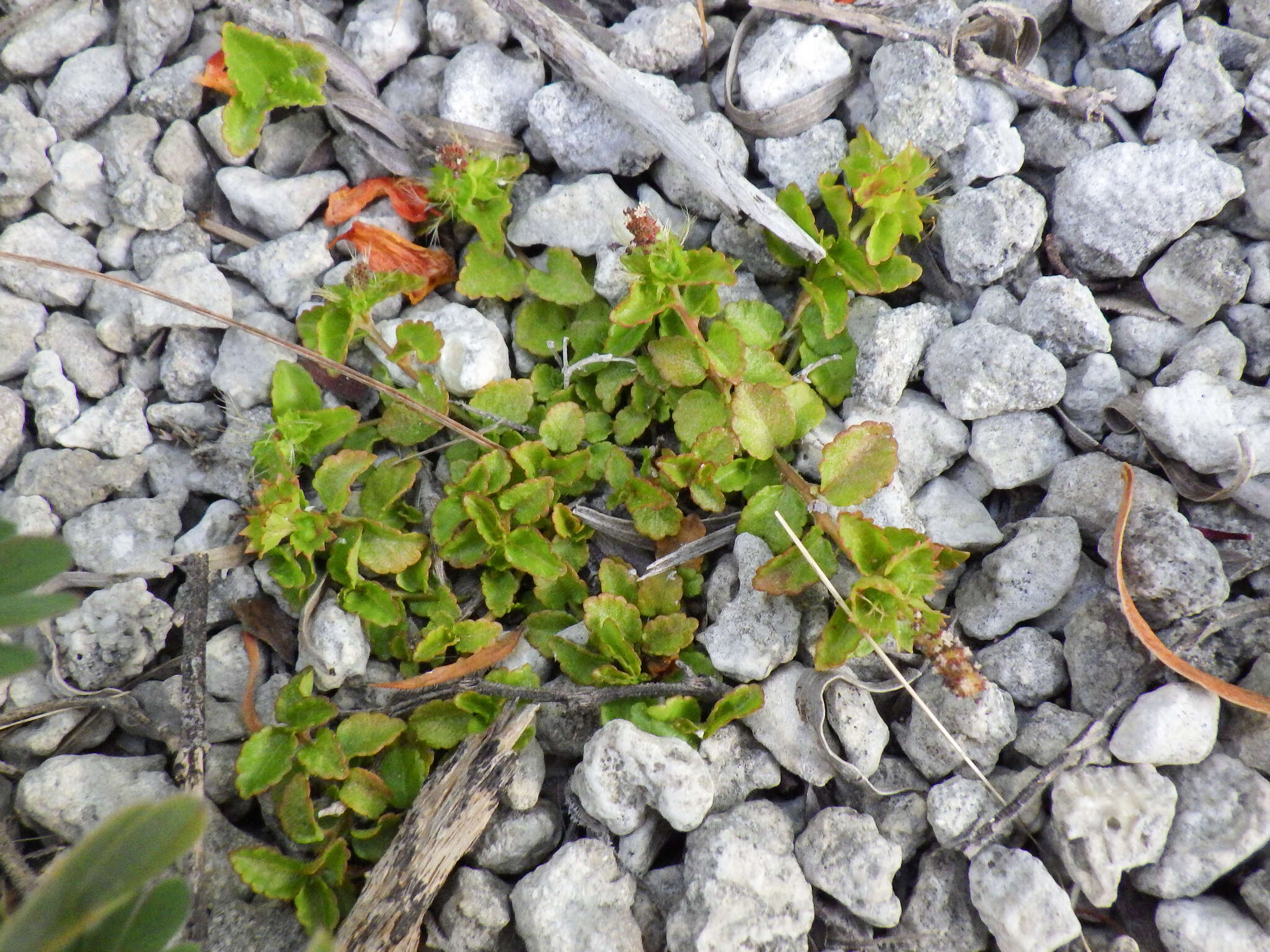 Imagem de Acalypha chamaedrifolia (Lam.) Müll. Arg.