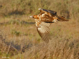 Image of Wedge-tailed Eagle