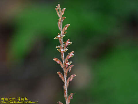 Imagem de Erythrodes chinensis (Rolfe) Schltr.