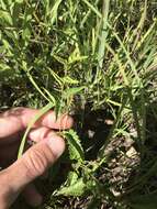 Image de Tragia betonicifolia Nutt.