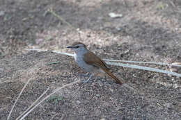 Image of Rufous-tailed Palm Thrush