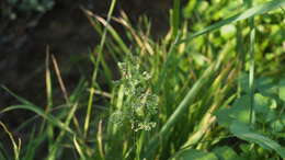 Слика од Polypogon viridis (Gouan) Breistr.