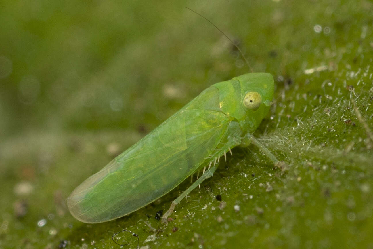 Plancia ëd Neocoelidia pallida Baker