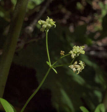 Imagem de Galium oreganum Britton