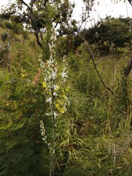 Image of Chlorophytum aridum Oberm.