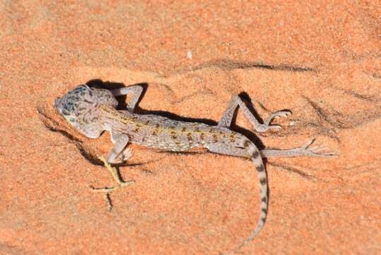 Image of Middle Eastern Short-fingered Gecko