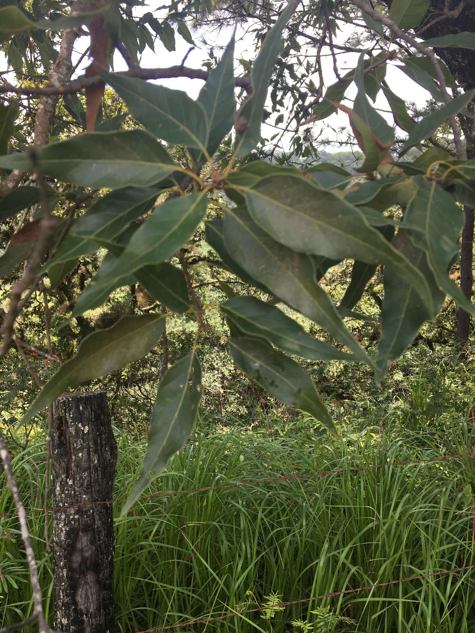 Image of Quercus acutifolia Née