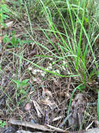 Image of summer spurge