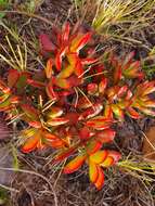 Image of Crassula latibracteata Tölken