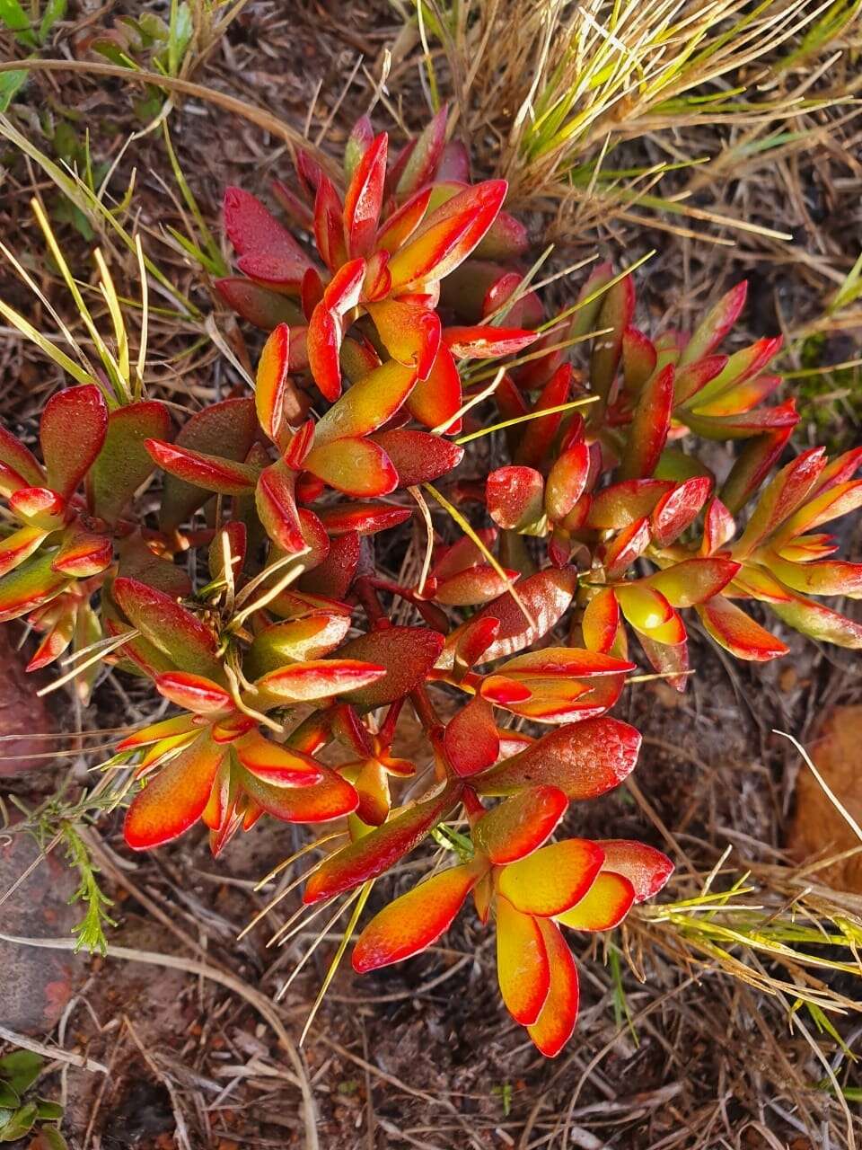 Image of Crassula latibracteata Tölken