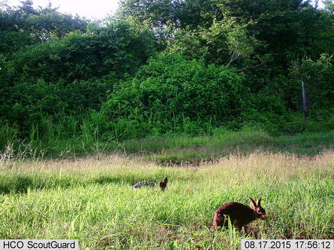 Image of Mexican Cottontail