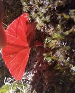 Image of Begonia tapatia Burt-Utley & McVaugh