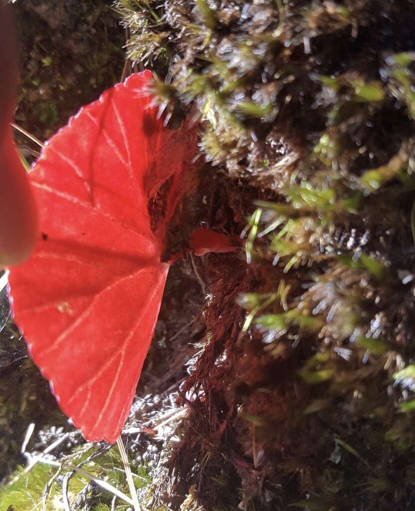 Image of Begonia tapatia Burt-Utley & McVaugh