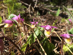 Image of fairy slipper