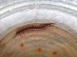 Imagem de Scolopendra alternans Leach 1815