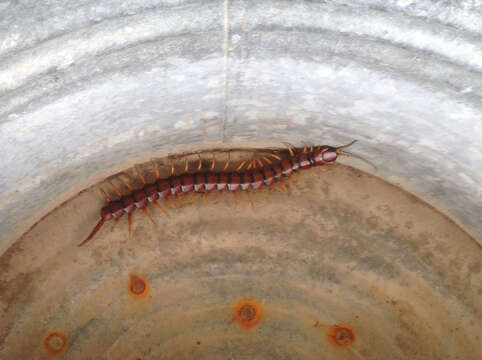 Image of Florida Keys Centipede