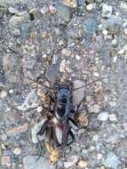 Image of Great Plains Giant Tiger Beetle