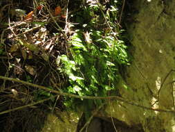 Image of Hymenophyllum capense Schrad.