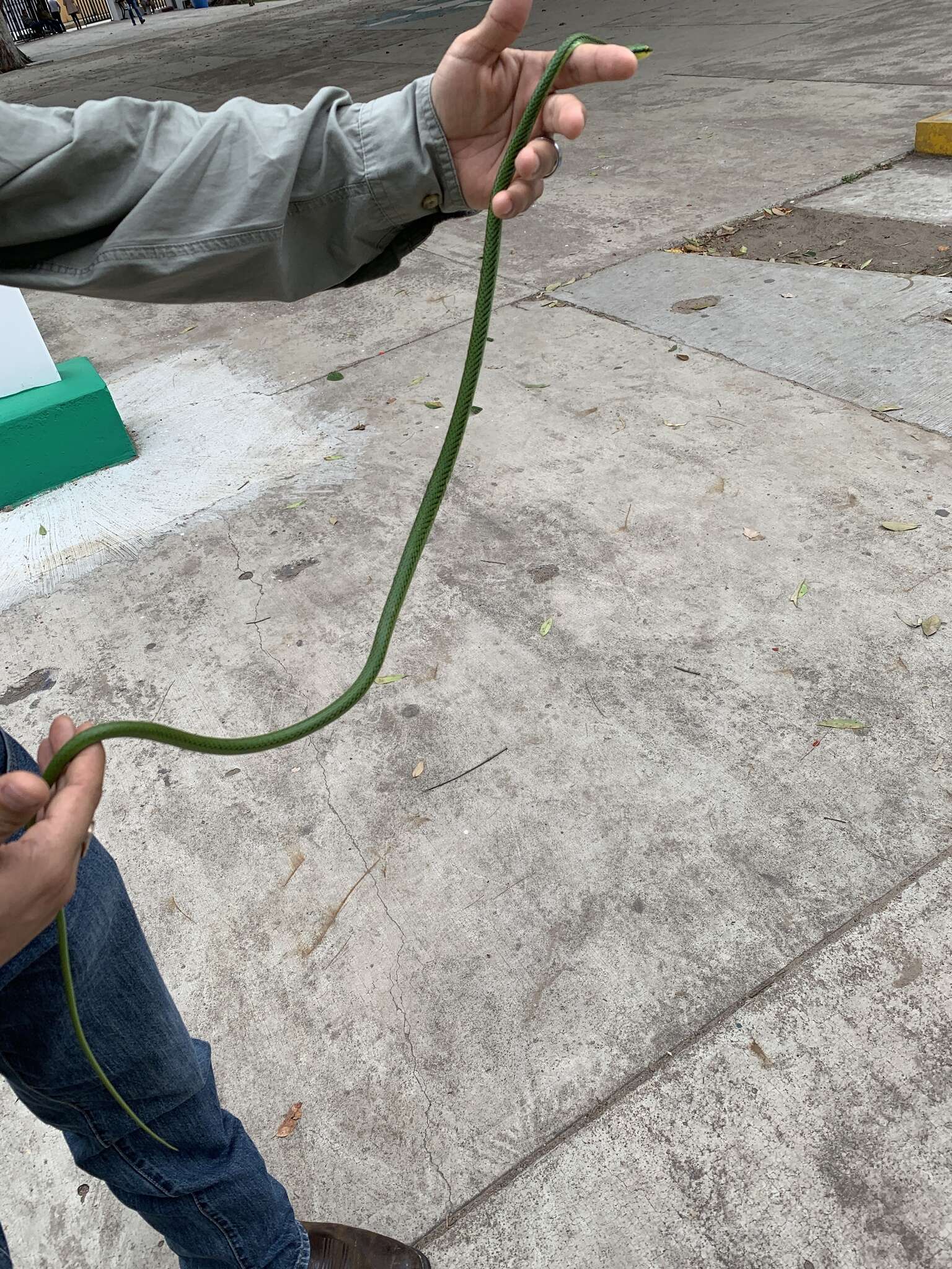 Image of Mexican Parrot Snake