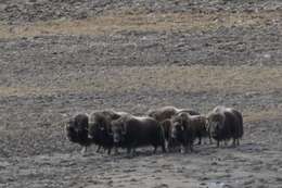 Image of muskox